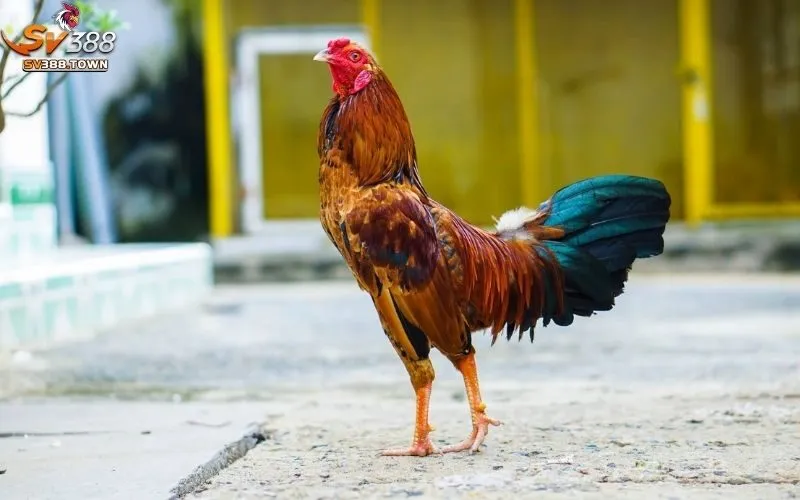 Đá Gà Tre: Trận Đấu Truyền Thống, Thu Hút Người Xem Đông Đảo 2 Đá Gà Tre