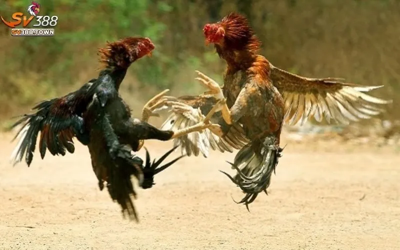 Gà Chọi Là Gì: Tìm Hiểu Giống Gà Chọi, Kỹ Thuật Nuôi Dưỡng 3 Gà Chọi Là Gì