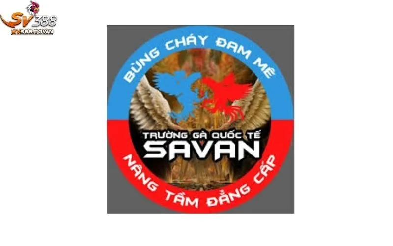 Trường Gà Savan: Giới Thiệu Trường Gà Nổi Tiếng, Hấp Dẫn 3 Trường Gà Savan